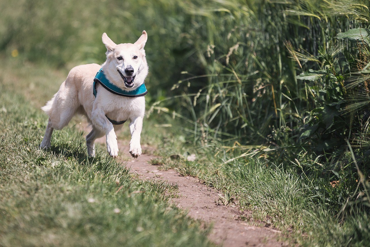 Forkæl din hund Forkæl din hund