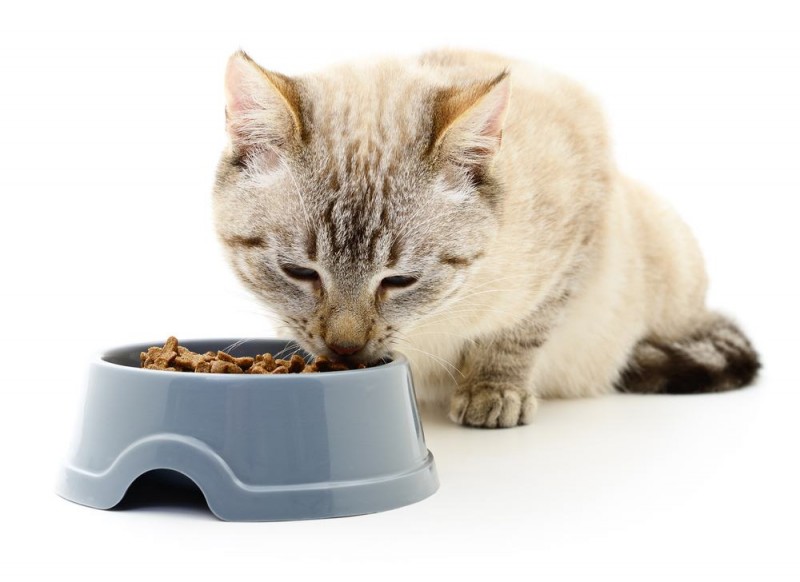Hold din kat sund og rask med fodertilskud til katte