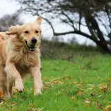 Golden Retriever - en kærlig og trofast ven for livet
