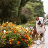 Amerikansk bulldog – indbegrebet af muskelhund