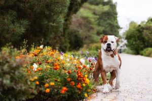 Amerikansk bulldog – indbegrebet af muskelhund