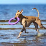 Sjovt og stimulerende aktivitetslegetøj til din hund eller kat