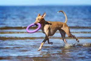 Sjovt og stimulerende aktivitetslegetøj til din hund eller kat