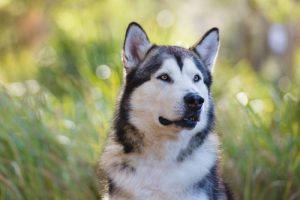 Overlad dit kæledyr i trygge hænder, når du tager på ferie