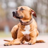 Den amerikanske pitbull terrier - smuk, men farlig