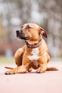 Den amerikanske pitbull terrier - smuk, men farlig