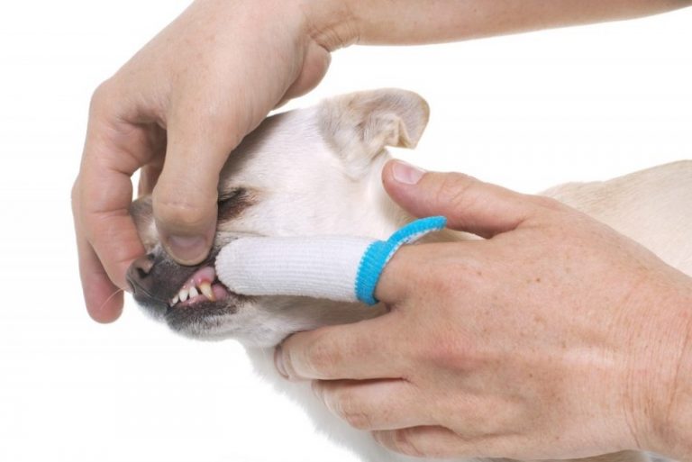 Børst nemmere tænder på din hund med en fingertandbørste