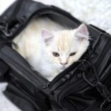 Indførsel af katte til Danmark