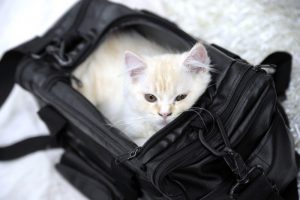 Indførsel af katte til Danmark