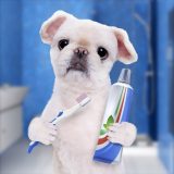 Børst din hunds bisser med effektiv hundetandpasta og undgå tandproblemer