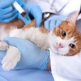 Krav til vaccination til din hund