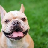 Fransk Bulldog - en tilpasningsdygtig størrelse