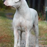 Dogo Argentino – den blide kæmpe
