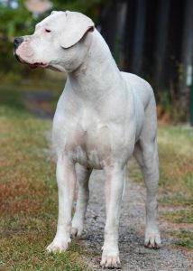 Dogo Argentino – den blide kæmpe