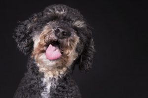 Pudlen - den festlige fætter