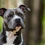 Amerikansk Staffordshire Terrier – loyal, trofast og misforstået