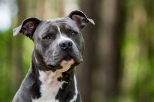 Amerikansk Staffordshire Terrier – loyal, trofast og misforstået