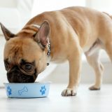Fodertilskud til hunde – for en velafbalanceret diæt