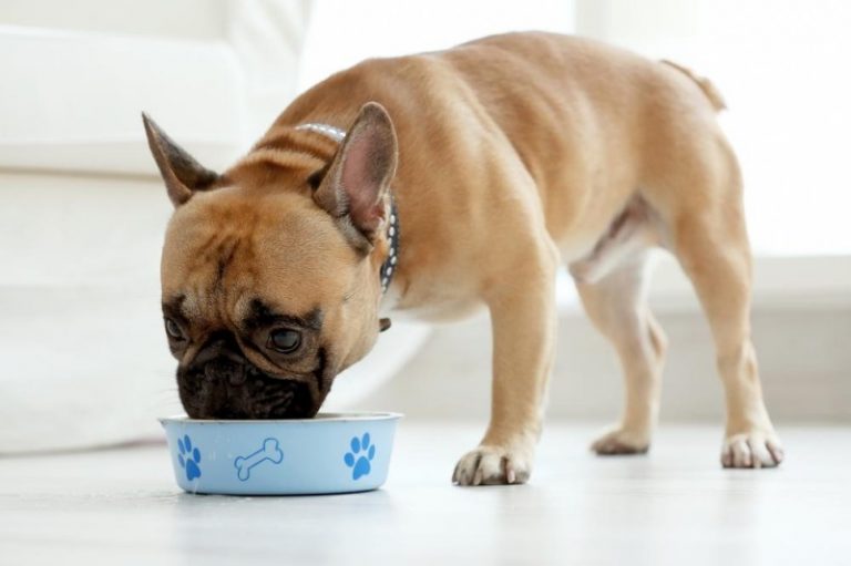 Fodertilskud til hunde – for en velafbalanceret diæt