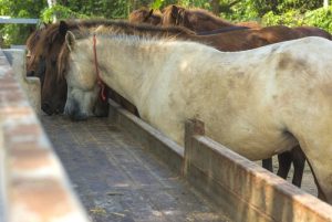 Fodertilskud til heste - til heste med et aktivt liv