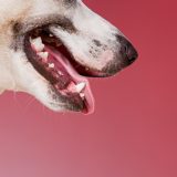 Mundrens og andre løsninger til at slippe af med din hunds dårlige ånde
