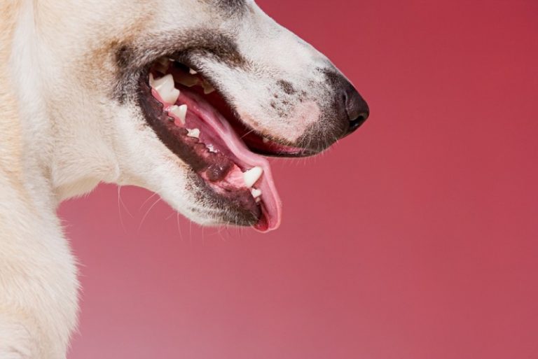 Mundrens og andre løsninger til at slippe af med din hunds dårlige ånde