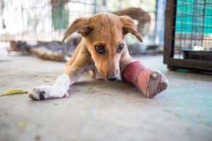 Sådan er straffen for dyremishandling i dag