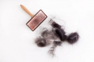 En filterknuser til hunde og katte er effektiv pelspleje af dine kæledyr