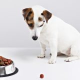 Foder og godbidder til hunde