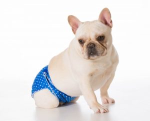 Løbetidsbukser i smarte designs til din tæve