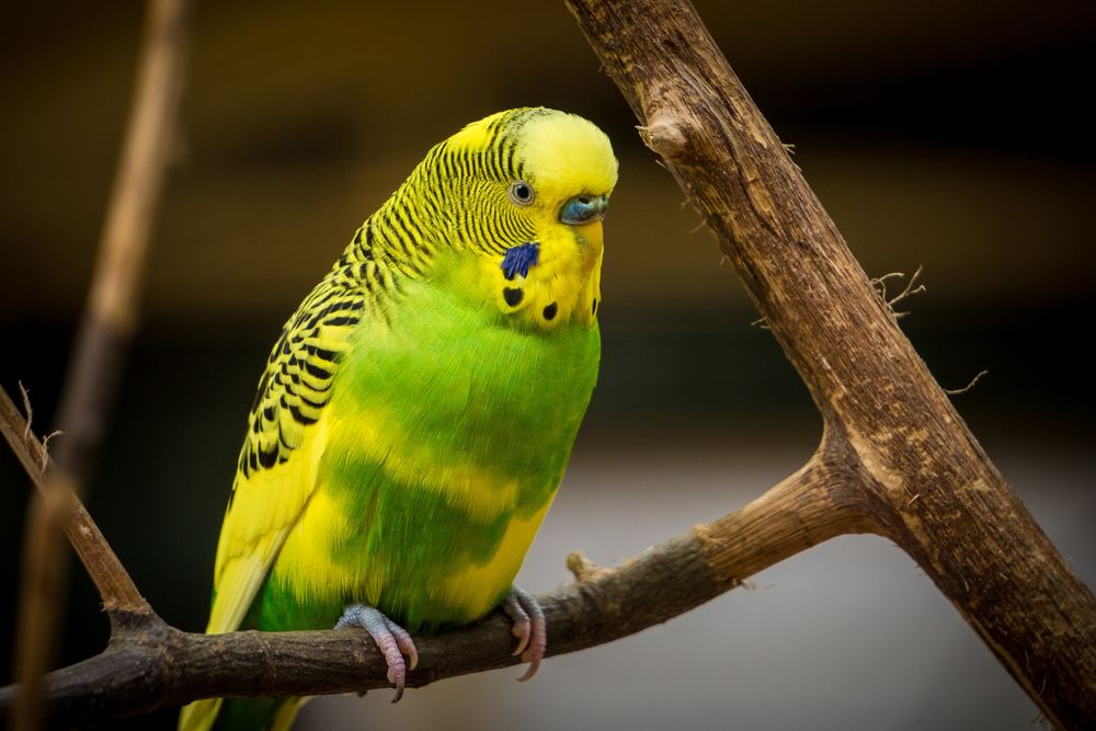 Undulater - en guide til de populære fugle