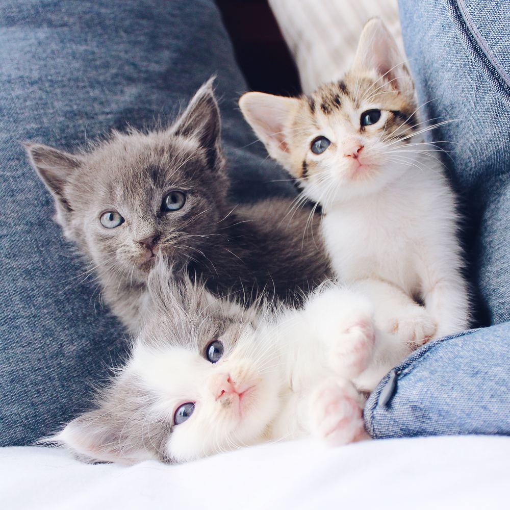 Kattefoder til engros priser - find det online