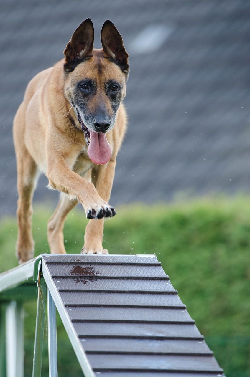 Effektiv Hundetræning: Sådan Opdrager Du Din Bedste Ven